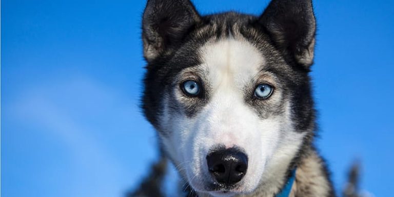 Les bases de l&rsquo;éduaction canine